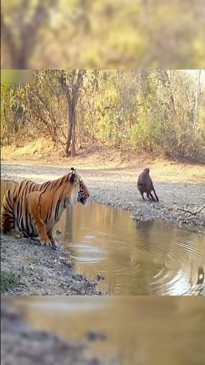 Intense Moment Andaman Pig Fights Bengal Tiger In The Wild