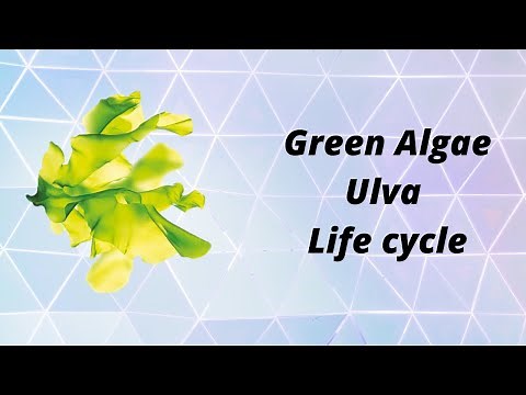 Ulva - Green algae life cycle | Plant reproduction