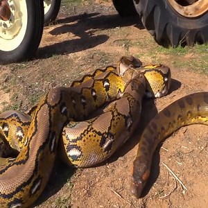 12K views · 198 reactions | Anaconda sneakily eats piglet on tractor  Join us to get more information: Animals Life | Abeet | Facebook