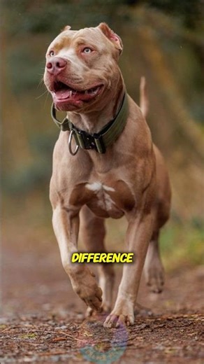Male vs Female Pit Bulls What’s the Real Difference #shorts #dog #pets #doglove #pitbull