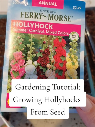 How to Grow Hollyhocks From Seed 🌸