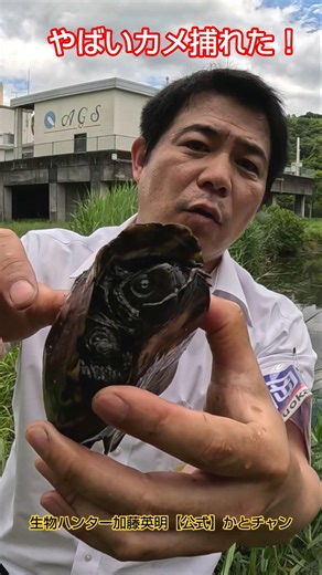やばいカメ捕れた！カミツキガメ捕獲調査2025！〇〇〇〇〇ガメでさらに… ≫ 生物ハンター加藤英明【公式】かとチャン