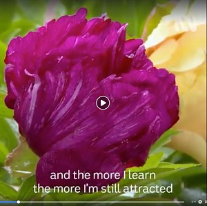 151K views · 1.4K reactions | Ron's tips and tricks for successful peonies | Gardening Australia | Facebook
