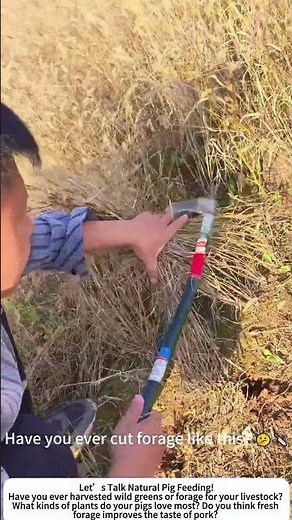 Harvesting Forage for Pigs – Fresh Greens from the Forest! 🌿🐖