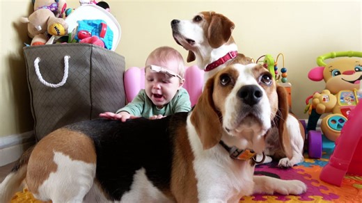 Baby sister learns to love and hug gentle beagles