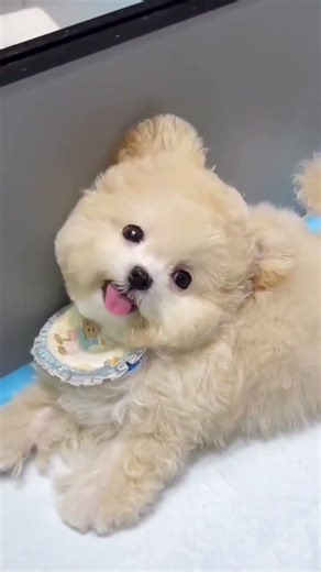 beautiful poopie dog |poopies|dog lover#puppylove #1million #animallovers #shorfeed #catsofyoutube