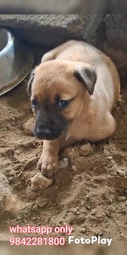 37K views · 618 reactions | Anbu thangam 9842281800.  location...