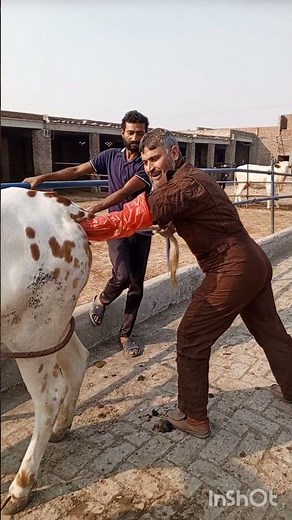 Rectal Palpation Pregnancy Test in Cow | Veterinary Tutorial