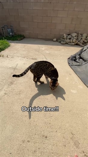 She got all dirty afterwards😅#fyp #catsoftiktok #dontletthisflop #followmepls🙏