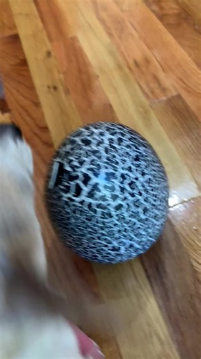 Exciting New Toothless Hatchable Unboxing!