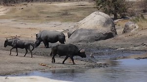 1.8M views · 53K reactions | Watch as a Rhino, Buffalo and Wildebeest share a waterhole during the dry season at Kruger National Park, South Africa. #nature #wildlife #wildlifephotography #animals #krugernationalpark | Wildest Kruger Sightings | Facebook