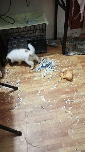 my dog is killing the teddy bear