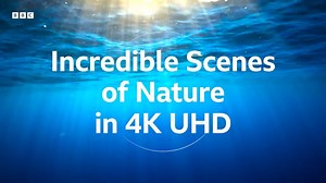 Two Hours of 4K Nature Scenes _ 4KUHD _ BBC Earth