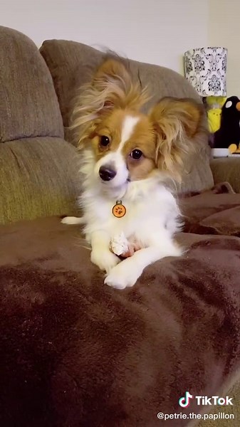 Adorable Papillon Dog Getting Curious and Checking Things Out