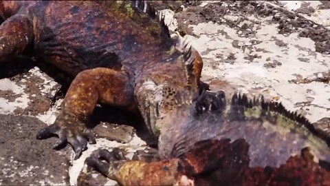 Into the Heart of the Pacific: Exploring the Depths, Wonders, and Wildlife of Earth’s Largest Ocean