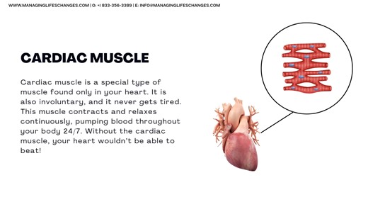 The Art & Science of Saving Lives Musculatory System: The engine of action. From the conscious power of skeletal muscles to the relentless rhythm of the heart, this system transforms energy into motion. It represents our capacity for agency—the will to act, to create change, and to move through life with purpose and strength. Look out for our animated workflow of how First Aid is applied when the Musculatory system fails or is compromised. Learn more at https://managinglifeschanges.com/13_system