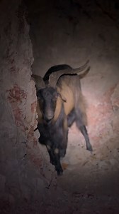 The #OutbackOpalHunters encounter a goat 30 feet underground 🤣 | Quest