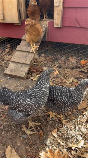 New chicks. They are so cute! | Yooper Goddess