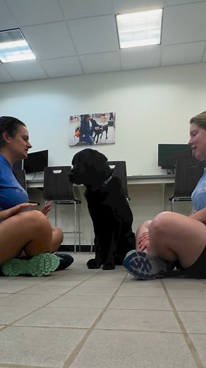 6K views · 140 reactions | "Hands in" challenge with Guide Dog Mobility Instructor and a guide dog in training 殺 The video shows two guide dog mobility instructors, Cristina and Lauren, sitting on the ground of the training center. The two face each other, and a black lab sits between them. Lauren places her hand down, and Cristina puts her hand on Laurens. Finally, the black lab places his paw on top of their hands. | Guide Dog Foundation for the Blind | Facebook