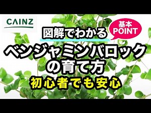 ベンジャミンバロックの育て方（別名：フィカスバロック）カインズ花図鑑