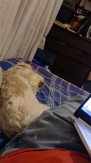 Hilarious Dog Itch Relief: Witness the Funniest Scratching Antics!