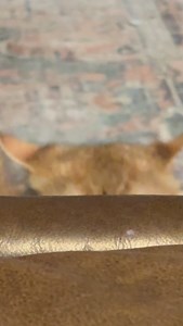Peek a boo I see you! | Ali Lee