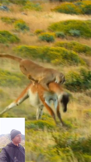 A young cheetah makes its first kill#leopard attack Hiran#tenduye ka hamla Hiran pada