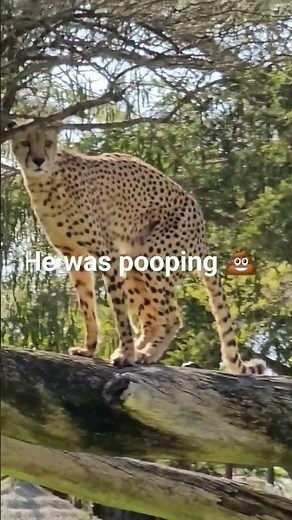 cheetah 🐆 was pooping 💩 #virlvideo #zoo