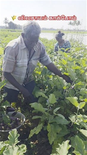 🌾 விவசாயம் காப்போம்|Save Farmers Save Future #vivasayam #agriculture #savefarmers #subscribe #shorts