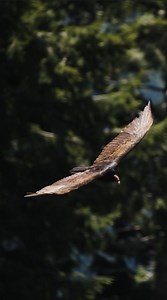Why did scientists take every wild California condor and put them in captivity? Dr. Rae explains that it was part of a program to keep these wonderful birds from extinction. Experts protected the condors and began a breeding program to boost the population. Spoiler alert — it worked! Because of these conservation efforts, there are more than 500 California condors in the wild today. To learn more about how scientists saved this species, tune in to Mutual of Omaha’s Wild Kingdom Protecting the Wi