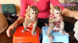 WOW! Both Smartest Babies Lion & Sono Sit On The Chair Yummy Eating Rambutan Fruits | Monkey Kid