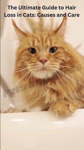 Top Causes of Hair Loss in Cats and How to Address Them