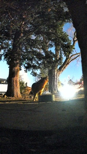 Two foxes sharing a drink at the waterbowl. #fox