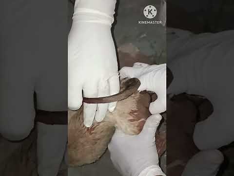 Rectal Prolapes in dog and its treatment