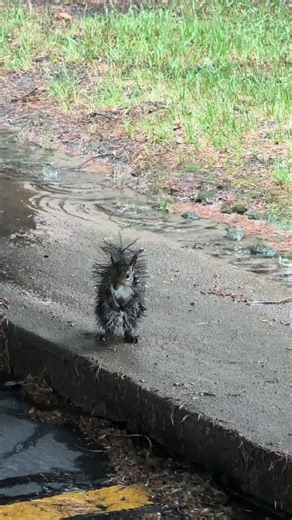 Rescuing Instinct: Tiny Squirrel Stuck in Rain