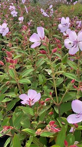 26 reactions | Just look at that colour!  Tibouchina Blue Moon is an evergreen shrub with a display of lilac-coloured flowers through autumn. Grab this beauty at 50% off during our Autumn sale now  https://bit.ly/3tk5udN | Flower Power | Facebook