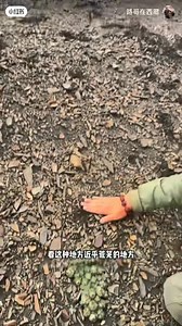 生命禁區發現大自然幾何大師烏奴龍膽超稀有 🔗小紅書：#路哥在西藏 。 烏奴龍膽是龍膽科龍膽屬的多年生草本植物，藏名叫做“岡噶瓊”。植株高度在3-6釐米之間，非常矮小，具發達的匍匐莖，鬚根多數，略肉質，淡黃色。 形態特徵 葉密集，覆瓦狀排列，基部為黑褐色殘葉，中部為黃褐色枯葉，上部為綠色或帶淡紫色的新鮮葉，扇狀截形。花單生，稀2-3朵簇生枝頂，花冠淡紫紅色或淡藍紫色，具深藍灰色條紋，壺形或鐘形，花果期為8-10月。 生長環境 主要分布在西藏、青海西南部等地，生於高山礫石帶、高山草甸、沙石山坡，海拔3900-5700米。 | 找素