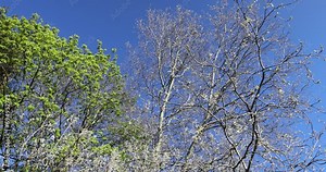 young foliage on deciduous trees in the forest in the spring season, different trees in the forest in the spring