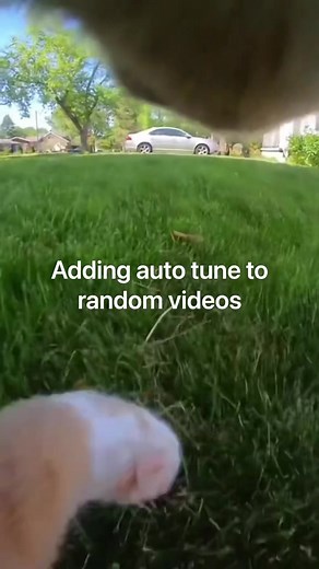 Cat with a GoPro… but with autotune 🐈🔊 #autotune #remix #music #producer #catsoftiktok #cat #pov