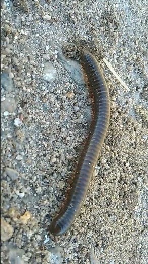 Piolho-de-Cobra/(Diplópodes) [Leitura na Descrição]#insects