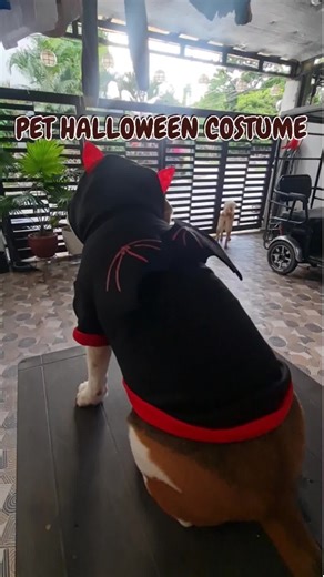 This Halloween, unleash your inner creature of the night with our fabulous Bat Costume! #elithebeagle #halloweencostume #batcostume #dogcostume #petcostume #pethalloweencostume