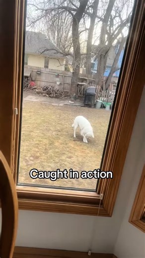 Digging holes and barking! She’s been caught! #greatpyrenees #naughtydog #silly #digging #love