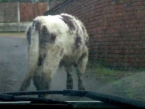 silly cow falls over