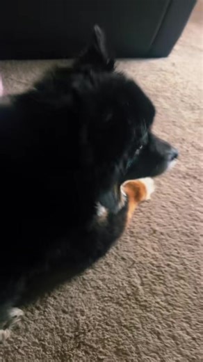 An introduction to my pet posse… #banditthecat #petsoftiktok #petlover