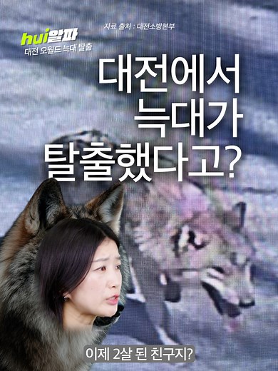 대전에서 늑대가 탈출했다고???????? [휙] #휙알파 대전 사정동 오월드 사파리에서 탈출한 수컷 #늑대 '늑구'가 9일 현재까지 포획되지 않아 관계당국이 이틀째 수색을 이어가고 있다. 오월드 등에 따르면 늑구는 전날 오전 9시 18분 전기가 흐르는 철조망 밑 흙을 파낸 뒤 달아났다. 소방 등 관계당국은 드론 6∼7대를 띄워 인근을 수색하고 있다. 이후 수색조가 늑구 예상 이동 경로에 GPS가 부착된 포획틀을 설치할 예정이다. 하지만 이날 비가 종일 비가 내리면서 수색 작업은 난항을 겪고 있다. 대전시는 전날 안전안내문자를 통해 보문산 인근 산책을 절대 금지하며, 즉시 귀가해 실내로 대피해 달라고 당부했다. 한편 대전 오월드는 지난 2018년에도 사육사가 열어놓은 문으로 퓨마 '뽀롱이'가 탈출했다가 4시간 30분 만에 사살된 바 있어 관리 부실 논란이 재점화되고 있다. #대전오월드 #대전늑대