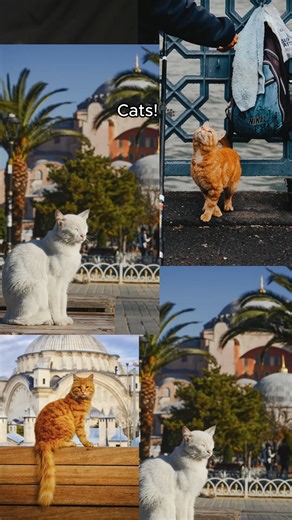 27K views · 601 reactions | What is Istanbul famous for? The answer is in the video! Thanks for keeping the city safe, furry buddies! | Pegasus Airlines | Facebook