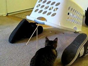 Funny Kitten Trap, kitty cat deadfall trap.