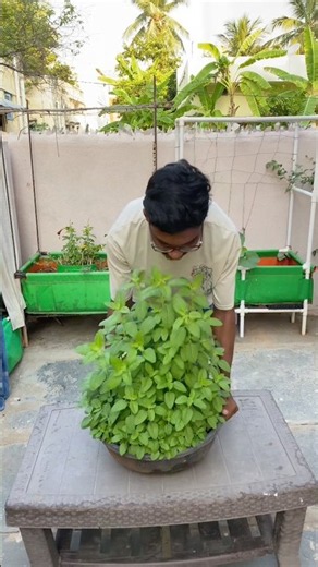 Easy process of growing tulsi plants at home 🏠.