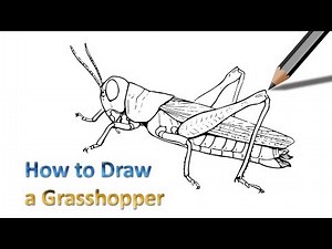 How to Draw a Grasshopper Step by Step Easy Drawing