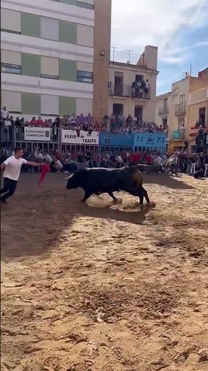 Increíble Salida De Este Toro Cerril 😱 #tauromaquia #toro #españa